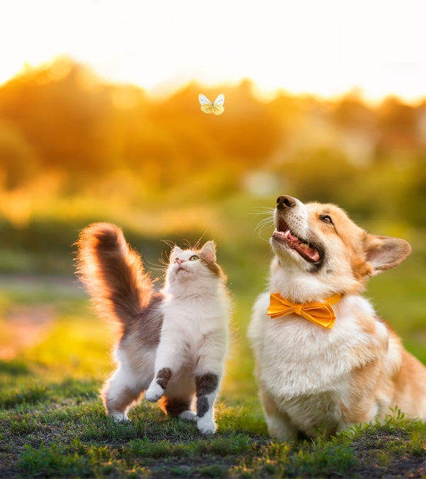 Overige dieren artikelen